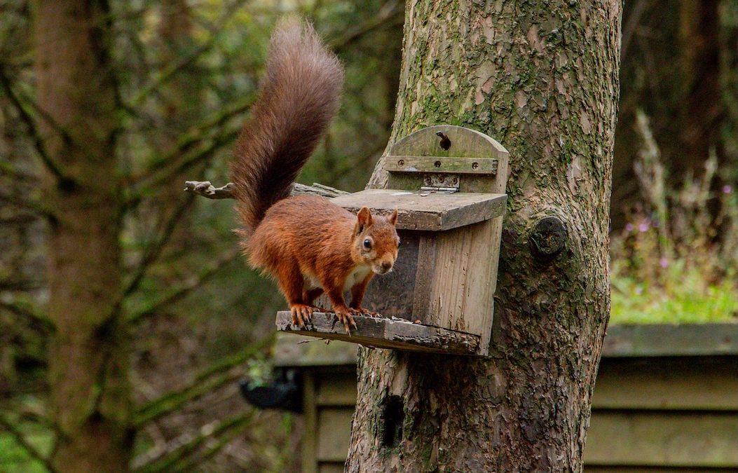Rare Chance to Squirrel Away Woodland for Investment or Conservation 